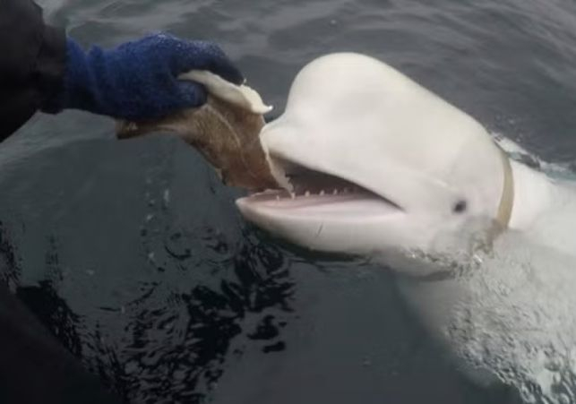 Meriddian Times News